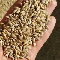 انواع خوراک دام