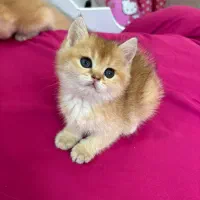 گربه جوجه طلایی|گربه|تهران, تهرانسر غربی|دیوار