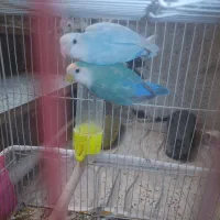 کوتوله معاوضه با قناری