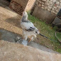 یک عدد نیمچه. برهما