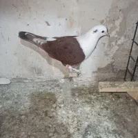 کلاغ سرخ|پرنده|مشهد, نیزه|دیوار