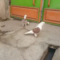 کبوتر رنگی دوبال