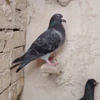 پولکی