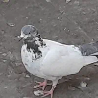 کبوتر غریب گیری پرشی