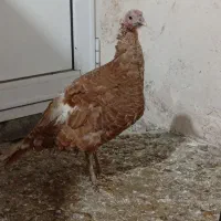 بوقلمون و قفس غلامی|لوازم جانبی حیوانات|مشگین شهر, |دیوار