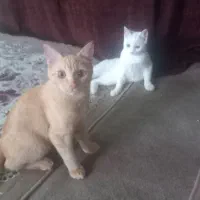 بچه گربه  7ماه