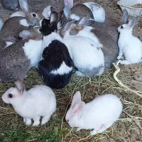 خرگوش حیوان|موش و خرگوش|دیواندره, |دیوار