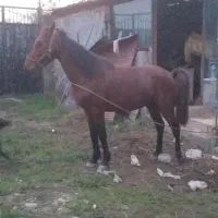 اسب دزدیده شده...|حیوانات|صومعه‌سرا, |دیوار