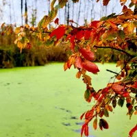 بوتاکس لیزر تخفیف یلدا