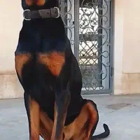 دوبرمن