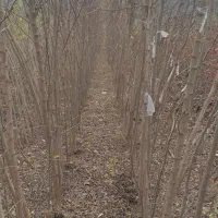 فروش انواع نهال درخت  با ضمانت ارسال به تمام کشور