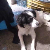 واگذاری‌رایگان‌