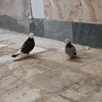 جفت کفتر شازده