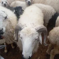 میش وقوش|حیوانات مزرعه|بردسیر, |دیوار