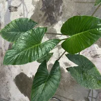 گلخانه یاس|گل و گیاه طبیعی|زیرآب, |دیوار