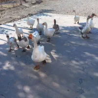 غاز محلی|حیوانات مزرعه|صومای برادوست, |دیوار