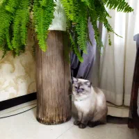 گربه