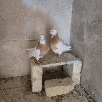 کبوتر|پرنده|چادگان, |دیوار