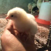 جوجه برهما لایت از نژاد سنگین وزن