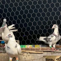 ده عدد کفتر زرنگ|پرنده|شیراز, دکتر حسابی|دیوار