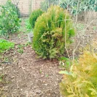 درخت کاج توپی|گل و گیاه طبیعی|آق قلا, |دیوار