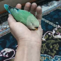 جوجه طوطی کوتوله