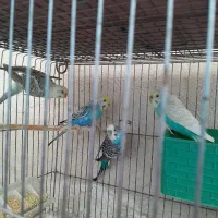 مرغ عشق|پرنده|سیرجان, |دیوار