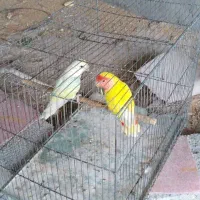 کوتوله ،طوطی برزیلی|پرنده|شیراز, درکی|دیوار