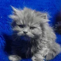 گربه اسکاتیش فولد و انفولد|گربه|مشهد, ویلاشهر|دیوار