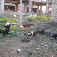 لاری سالم تعدادی