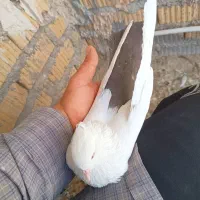 زیروقفل|پرنده|شیراز, شهدای شهرک سعدی|دیوار