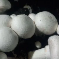 قارچ دکمه ای|خوردنی و آشامیدنی|رضویه, |دیوار