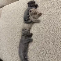 بچه گربه اسکاتیش دبل فولد|گربه|کرج, فاز ۱ مهرشهر|دیوار