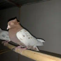 کبوتر کشیدنی