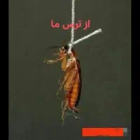 سمپاشی100%ضمانتی باغستان گلشهرطالقانی حصارک