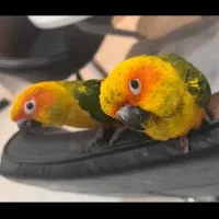 طوطی خورشیدی سان کانور ۶ ماهه پشت زرد|پرنده|اهواز, زیتون کارمندی|دیوار