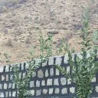 پیمانکاری بنایی