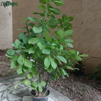 گل فردوس ، برگ انجیری، سانسوریا