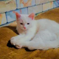 واگذاری گربه خونگی