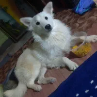 سگ پالمر 5000000