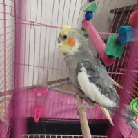 یک جفت عروس هلندی جوان