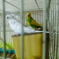 یک جفت مرغ عشق