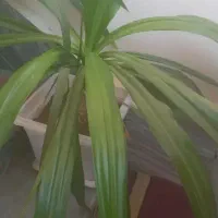 گل های آپارتمانی|گل و گیاه طبیعی|ملایر, |دیوار