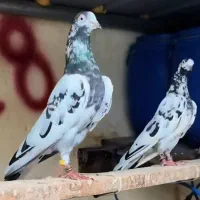 کبوتر