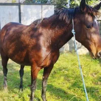 مادیان 6سال  آبستن