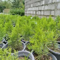 لاوسون|گل و گیاه طبیعی|کلاچای, |دیوار