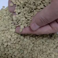 عدس روس سبز درشت