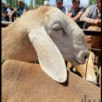دامداران فروش نژاد مغان کردستان گوسفند زنده