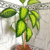 گل طبیعی خانگی