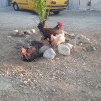 مرغ دیلمون